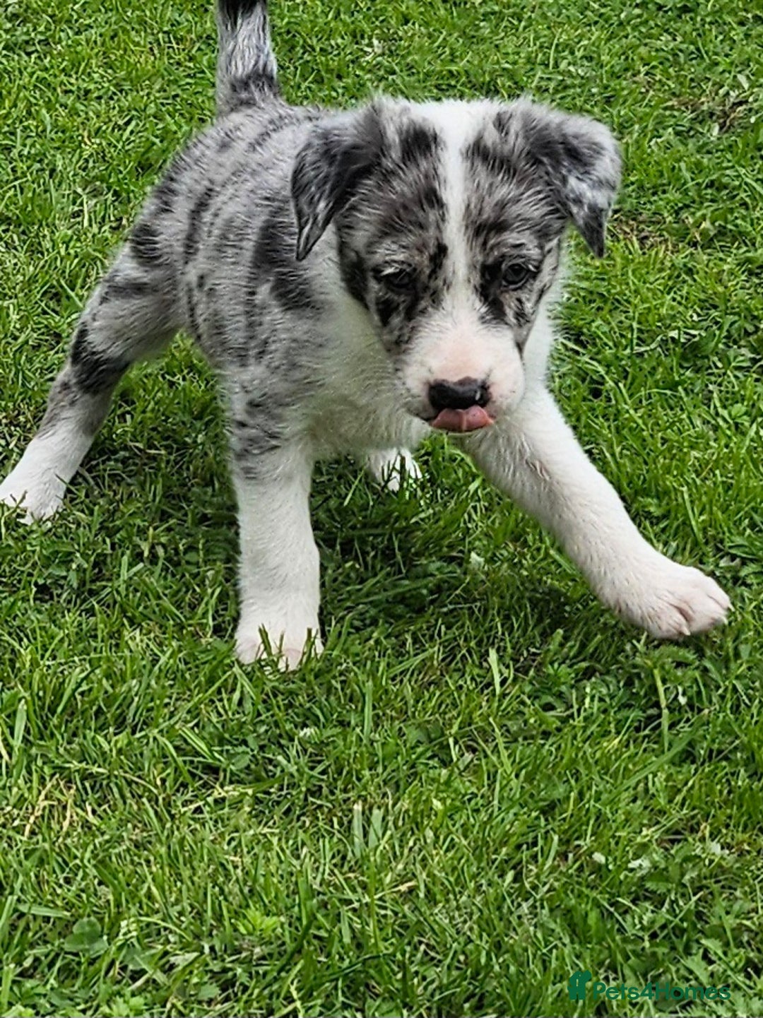 Border Collie dogs for sale: Unique blue eyed blue merle border collie puppies - Image 1