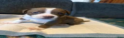 Mixed Breed dogs for sale: Staffordshire bull terrier cross American bulldog - Advert 8