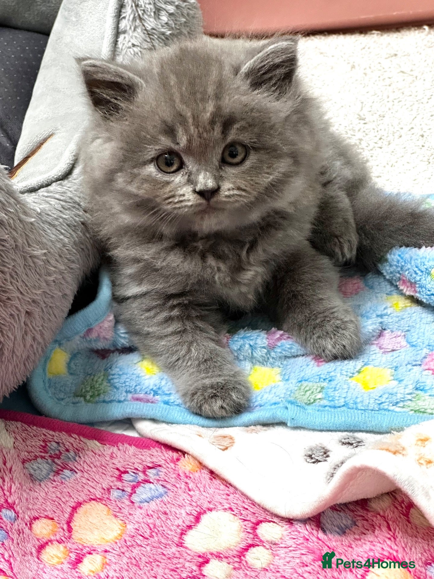 British Shorthair cats Beautiful British Shorthair Kittens - Advert 18