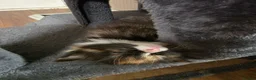 Ragdoll cats for sale: 2 female Kittens.  - Advert 1