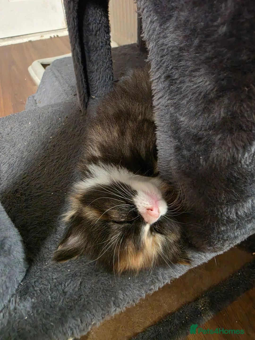 Ragdoll cats for sale: 2 female Kittens.  - Advert 1