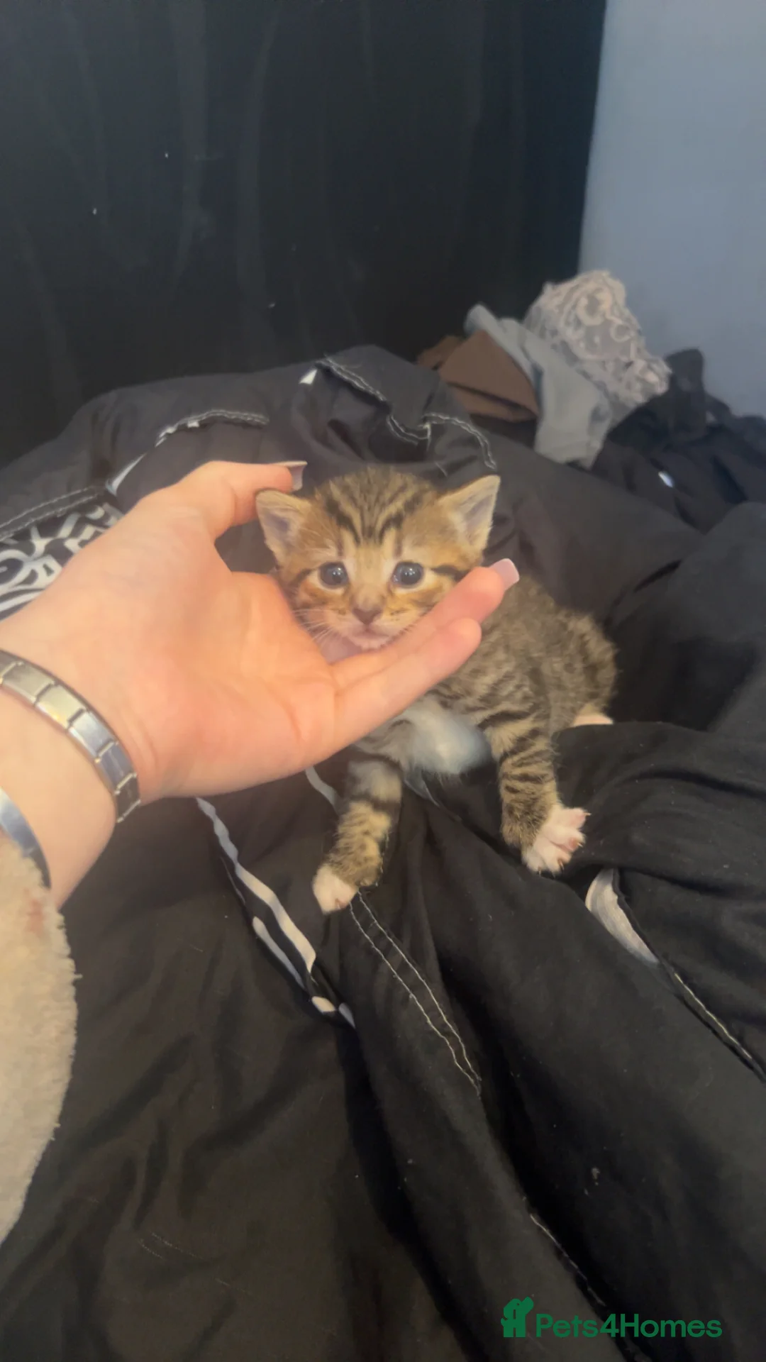Mixed Breed cats for sale: 2 lovely little kittens  - Advert 2