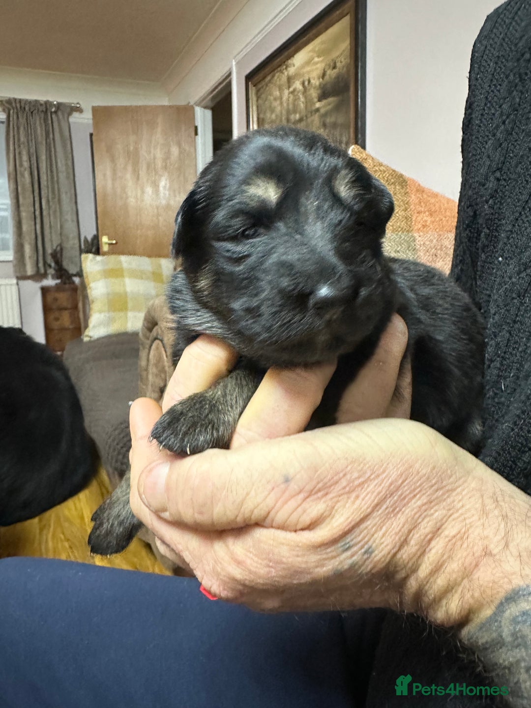 German Shepherd dogs for sale: Beautiful Blue and Black GSD puppies - Advert 6