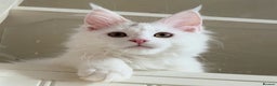 Maine Coon cats for sale: Stunning Pure White Maine Coon Kitten - Advert 4