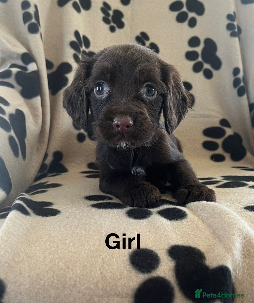 Sprocker dogs for sale: Sprocker Puppies - Image 4