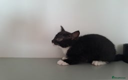 Domestic Shorthair cats for sale: 2 female kittens for sale - Image 8