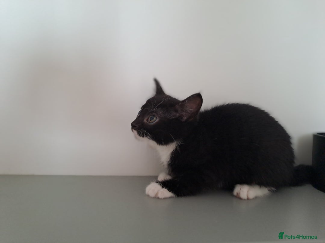 Domestic Shorthair cats for sale: 2 female kittens for sale - Image 8