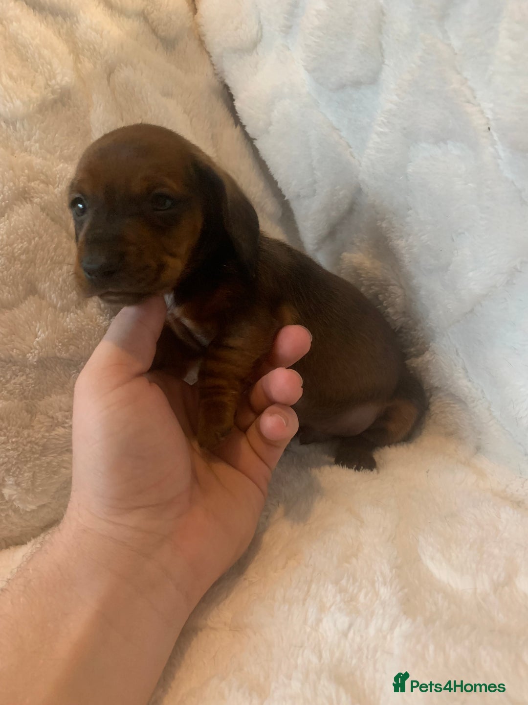 Miniature Dachshund dogs for sale: Miniature dashound  - Advert 9