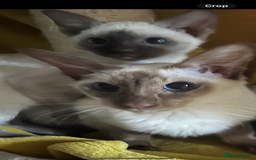 Siamese cats for sale: Siamese chocolate kittens - Image 13
