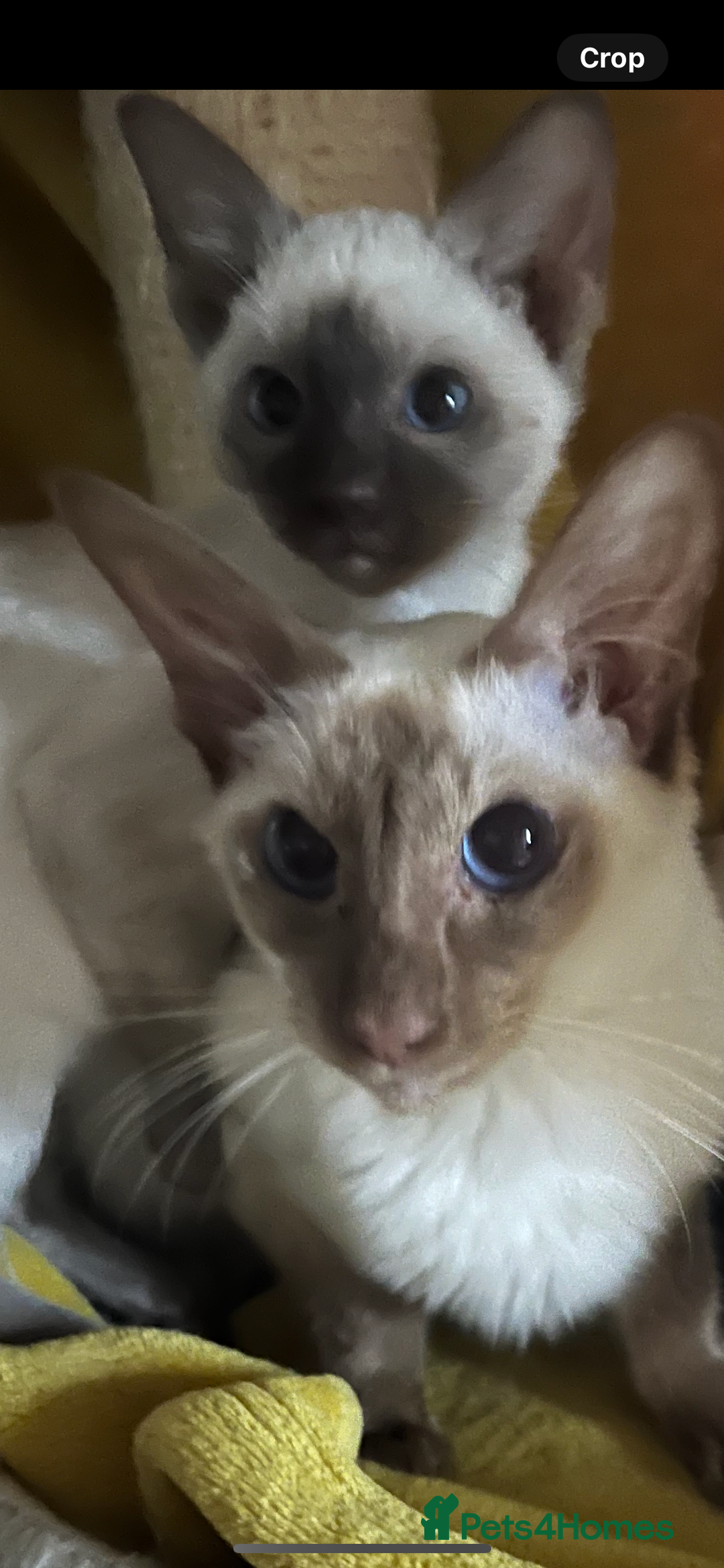 Siamese cats for sale: Siamese chocolate kittens - Image 13