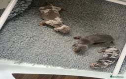 Dachshund dogs for sale: KC miniature dachshunds  in Middlesbrough - Image 7