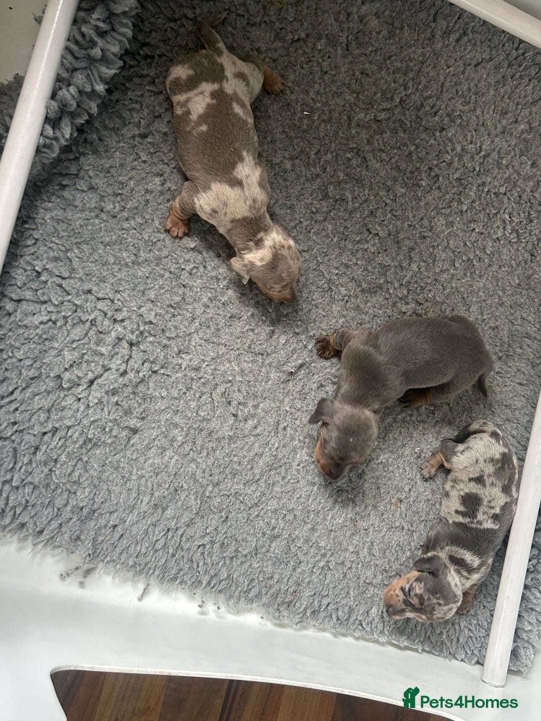 Dachshund dogs for sale: KC miniature dachshunds  in Middlesbrough - Image 7