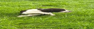 English Springer Spaniel 1