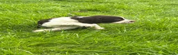 English Springer Spaniel dogs for sale: Working English Springer Spaniel Puppies - Advert 21