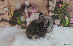 French Bulldog dogs for sale: Welcome to the Fluffy Crew 🥰 - Advert 23