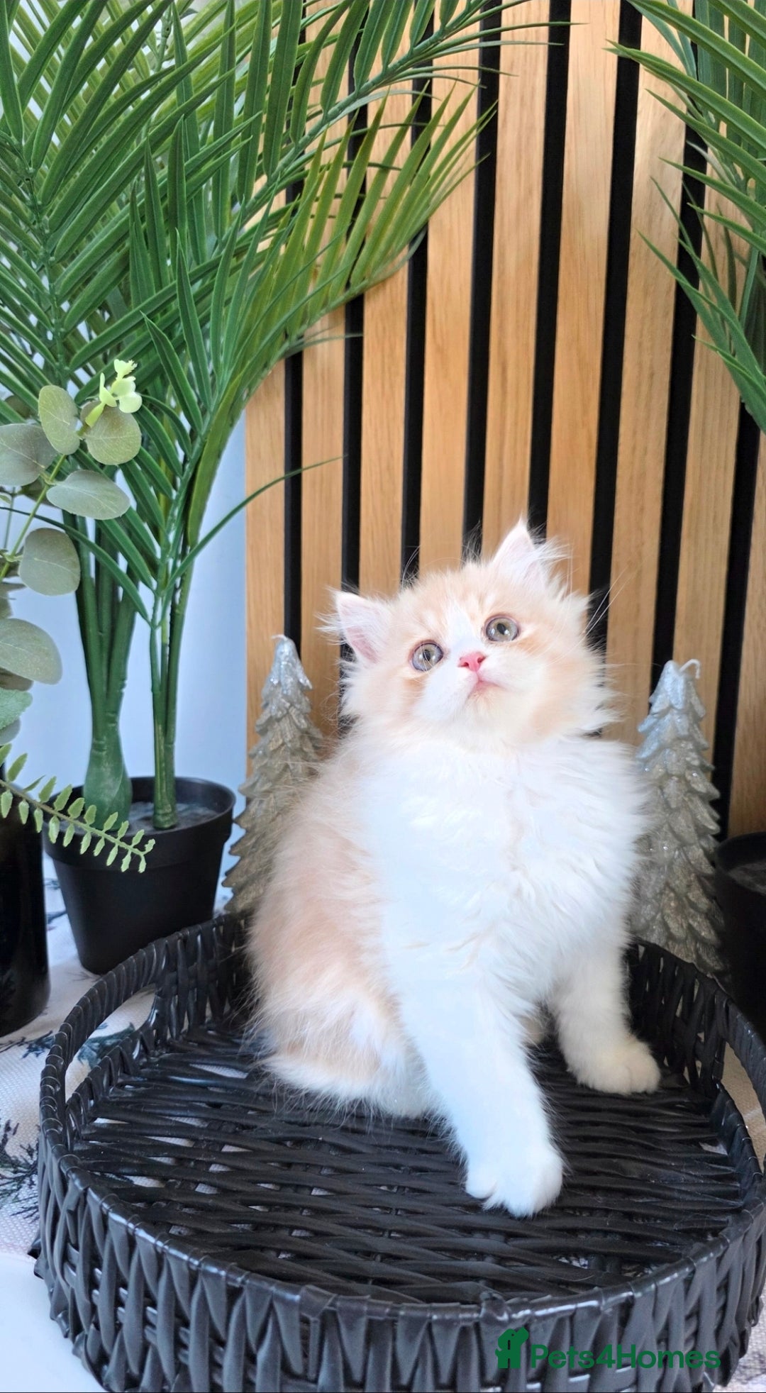 Mixed Breed cats for sale: Beautiful Ragdoll-Persian kittens - Advert 6