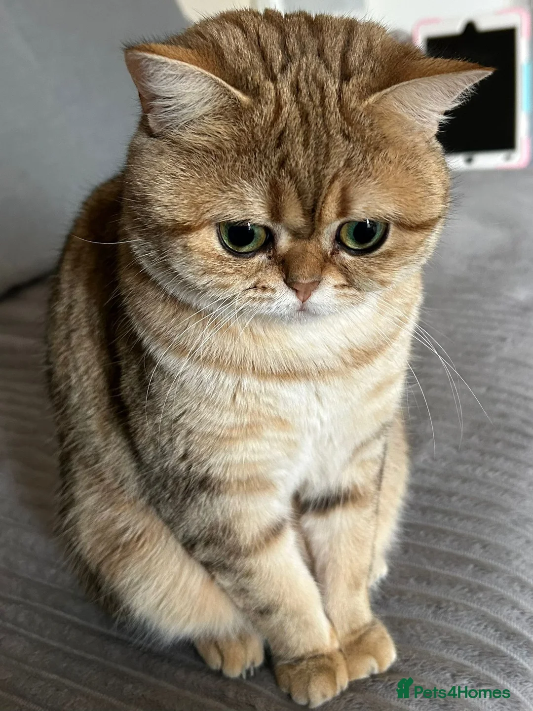 Scottish Fold cats for sale: Scottish fold x russian blue - Advert 1