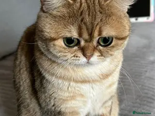 Scottish Fold cats Scottish fold x russian blue in London - Advert 1