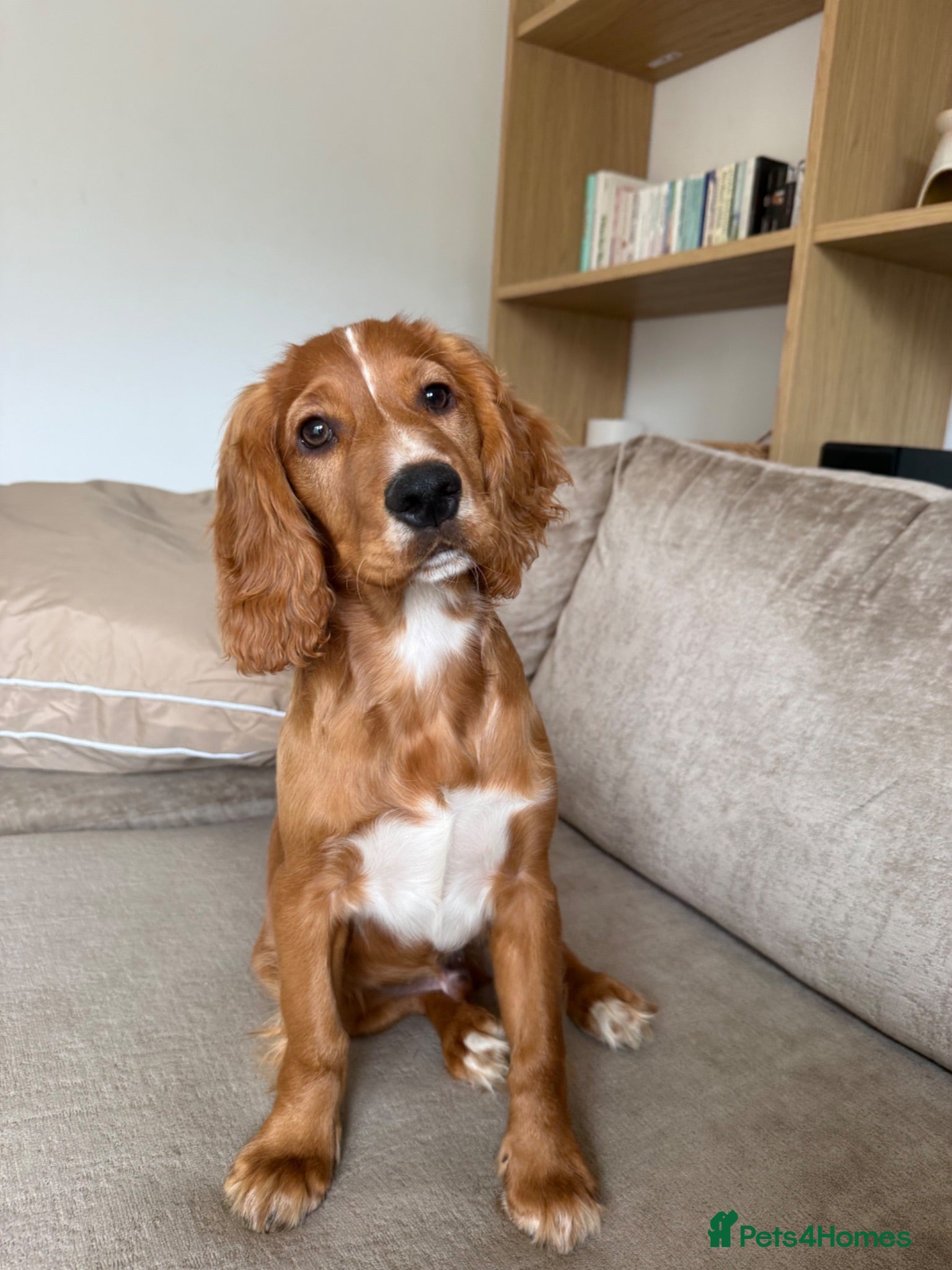 Cocker Spaniel dogs 6 month old working cocker  - Advert 9