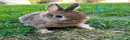 Netherland Dwarf rabbits for sale: Netherland Dwarf rabbits for sale  - Advert 9