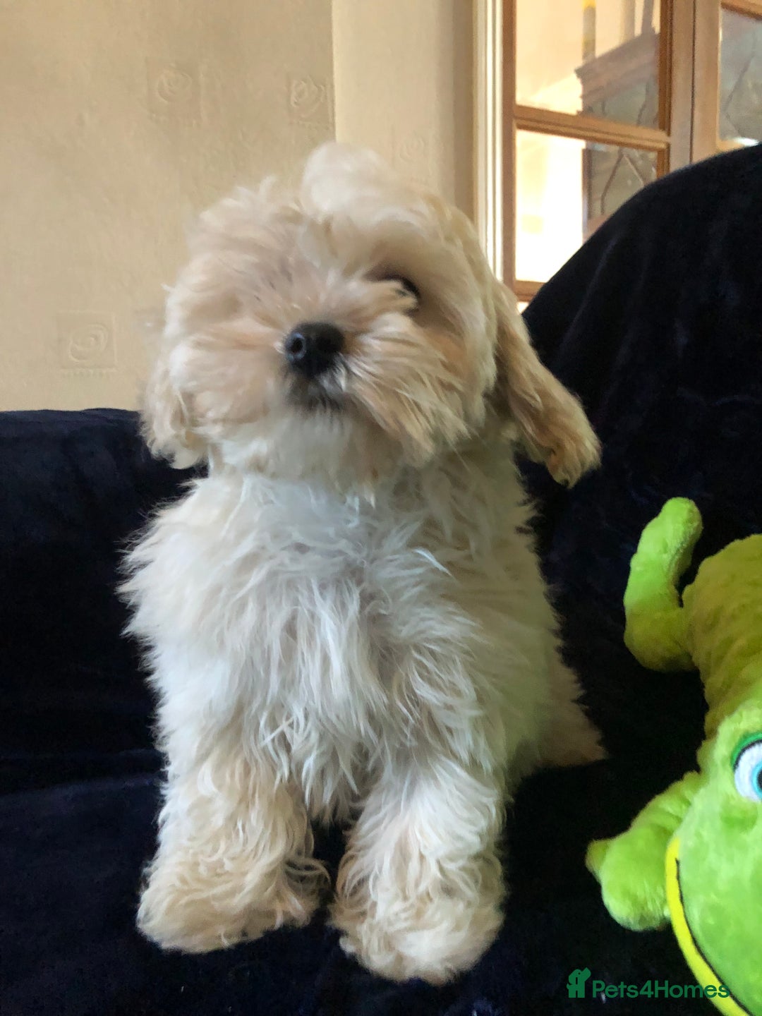 Maltipoo dogs for sale: maltipoo puppies for sale  - Advert 11