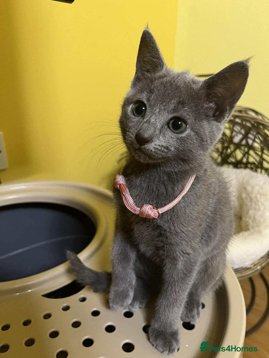 Russian Blue cats for sale: TICA REGISTERED Pure Breed Russian Blue Kittens - Image 4