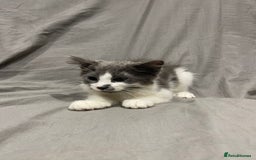 Mixed Breed cats for sale: Kittens for sale  - Image 2