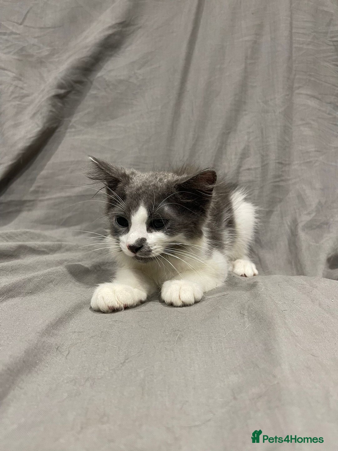Mixed Breed cats for sale: Kittens for sale  - Image 2