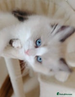 Ragdoll cats - Advert 2