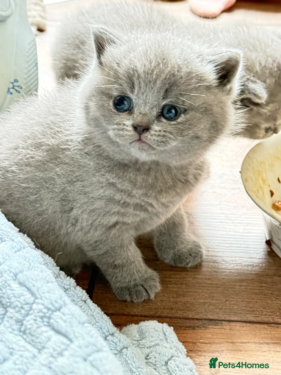 British Shorthair cats for sale: Beautiful Litter - Advert 19
