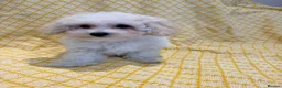 Maltipoo dogs for sale: Beautiful heath tested f1 Malitpoo babies  - Advert 14