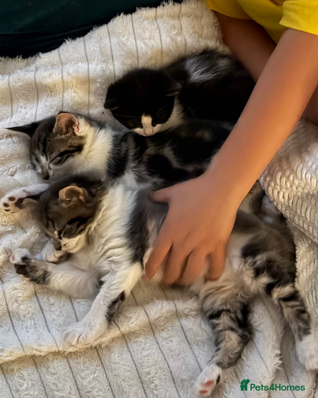 Mixed Breed cats for sale: 2 beautiful Kittens, 1 boy  1 girl - Advert 1