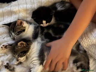 Mixed Breed cats 2 beautiful Kittens, 1 boy 1 girl - Advert 6