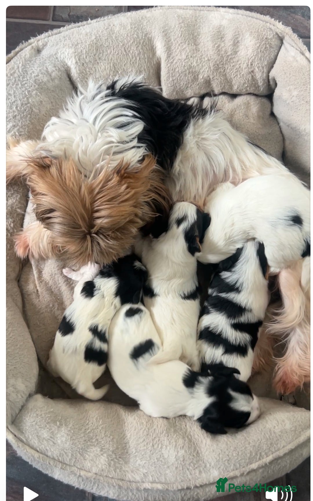 Biewer Terrier dogs for sale: Beautiful Biewer puppies for sale  - Image 1