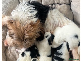 Biewer Terrier dogs - Advert 6