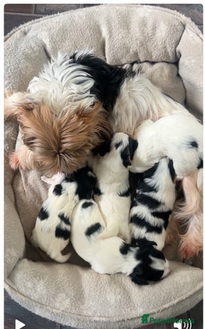 Biewer Terrier dogs - Advert 1