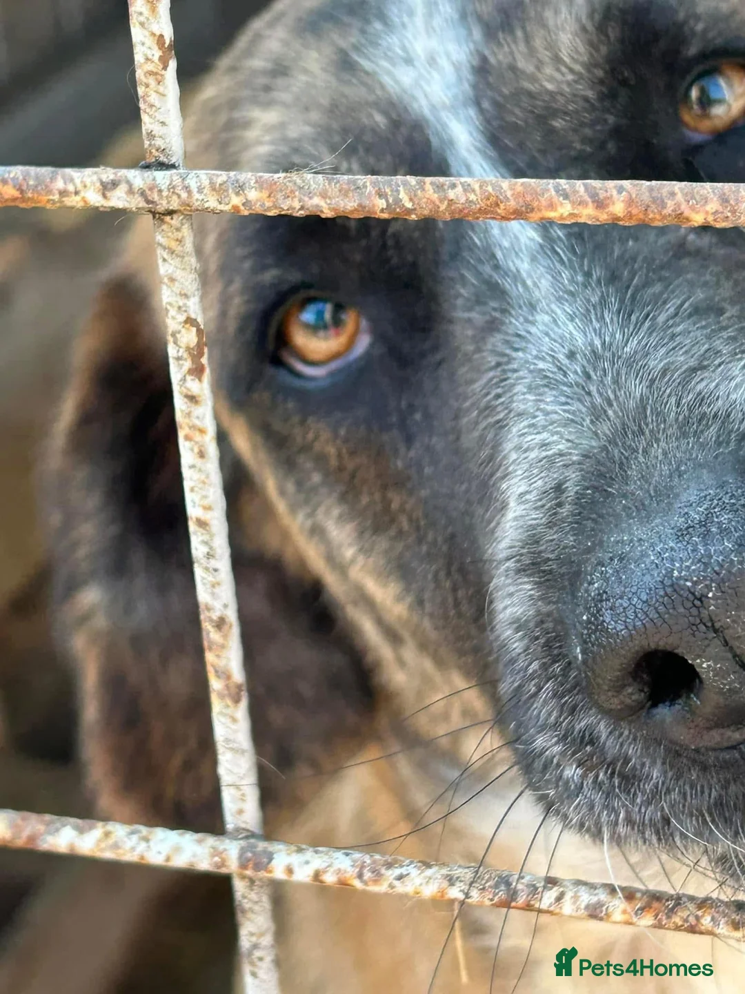 Mixed Breed dogs for adoption: Darcy - Norwich Norfolk  in Norwich - Advert 19