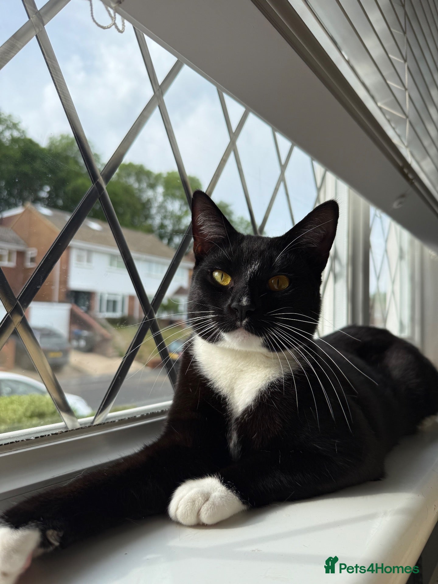 Mixed Breed cats  Kano - The Sweetest, Most Loving Soul - Advert 2