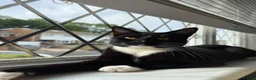 Mixed Breed cats for sale:  Kano - The Sweetest, Most Loving Soul - Advert 3