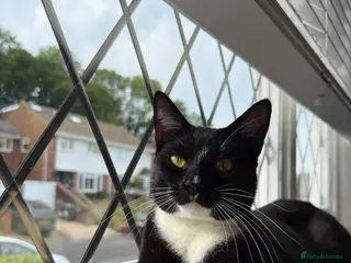 Mixed Breed cats Kano - The Sweetest, Most Loving Soul - Advert 2