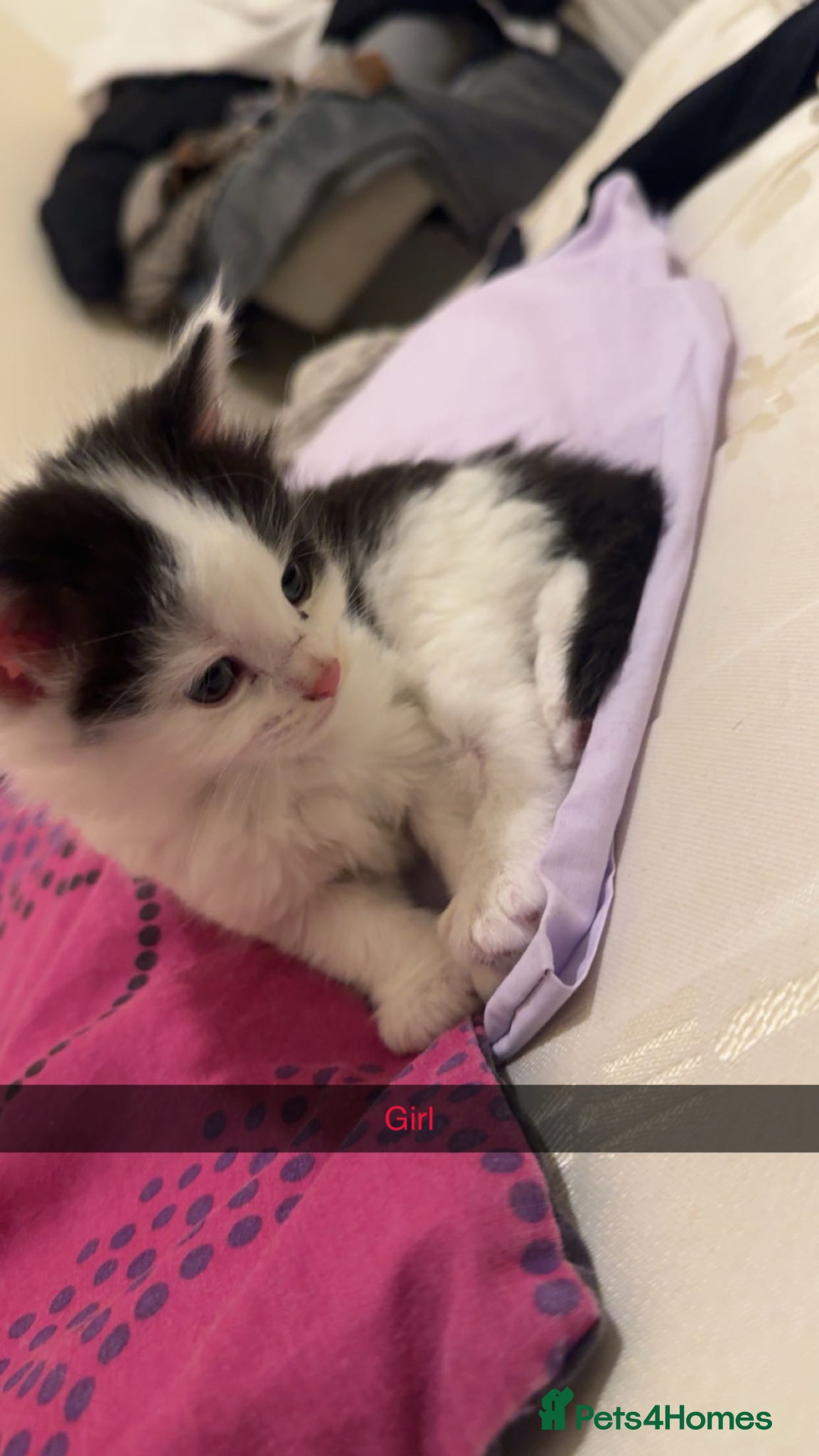 Mixed Breed cats Beautiful kitten - Advert 15