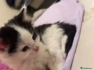 Mixed Breed cats Beautiful kitten - Advert 15