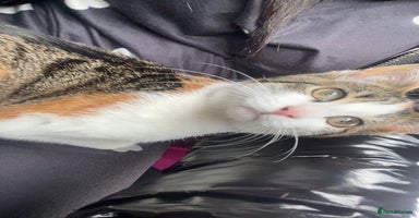 Mixed Breed cats - Advert 10