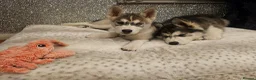 Siberian Husky dogs for sale: Husky  puppies 1 boy 1 girl  - Advert 9