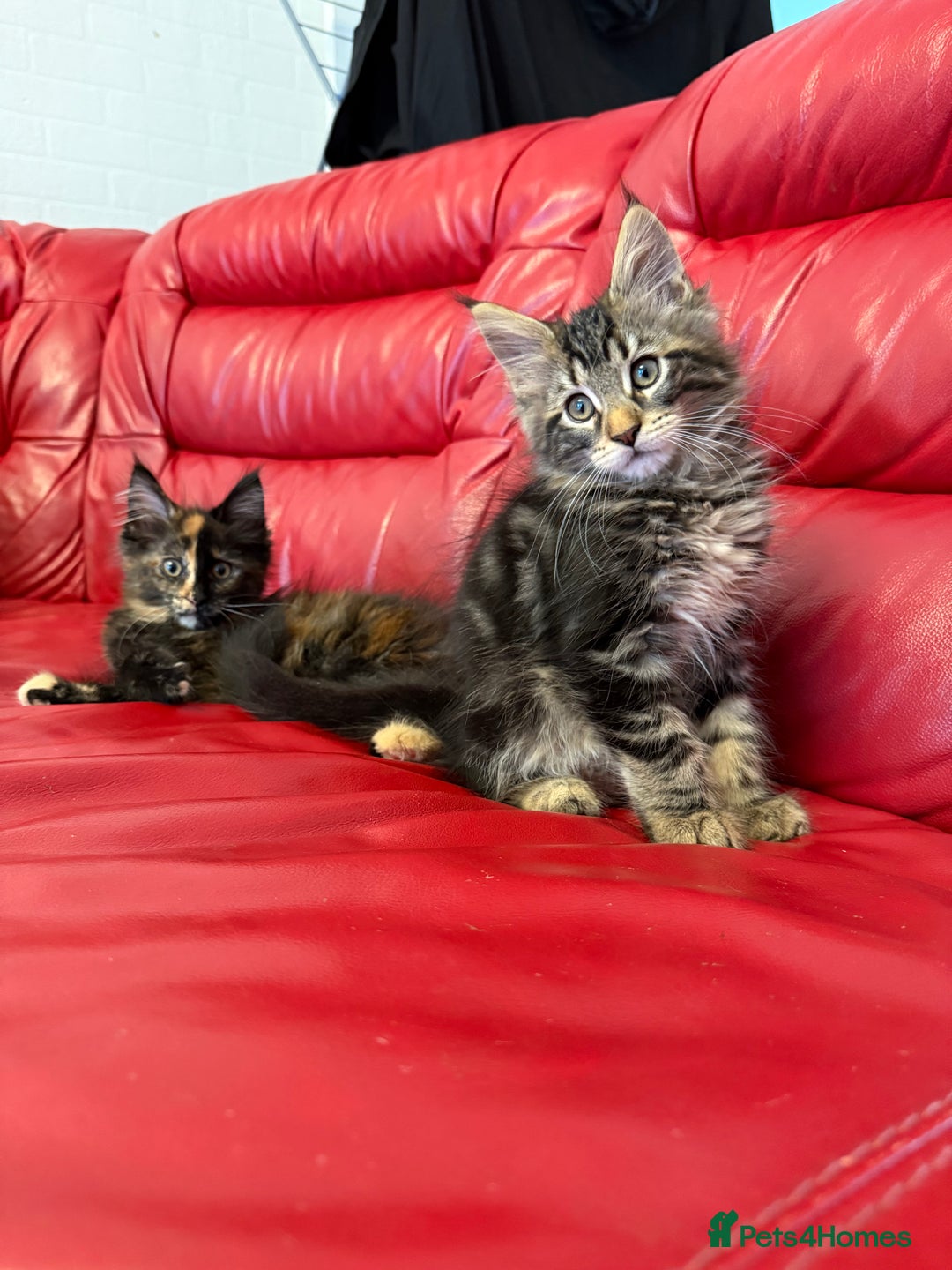 Maine Coon cats for sale: 3 LEFT NOW Purebred Maine Coon Kittens Blackburn - Image 3