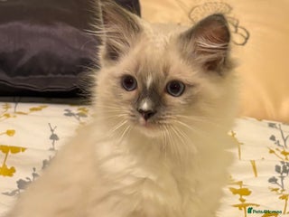 Ragdoll cats LAST Stunning Ragdoll Male - Advert 1