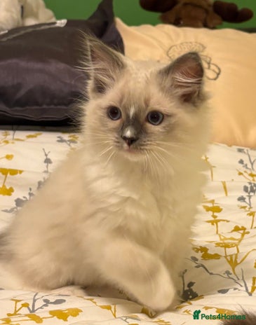 Ragdoll cats LAST Stunning Ragdoll Male - Advert 1