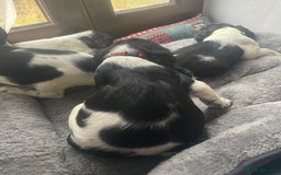 English Springer Spaniel dogs for sale: Beautiful English Springer Spaniels - Image 16