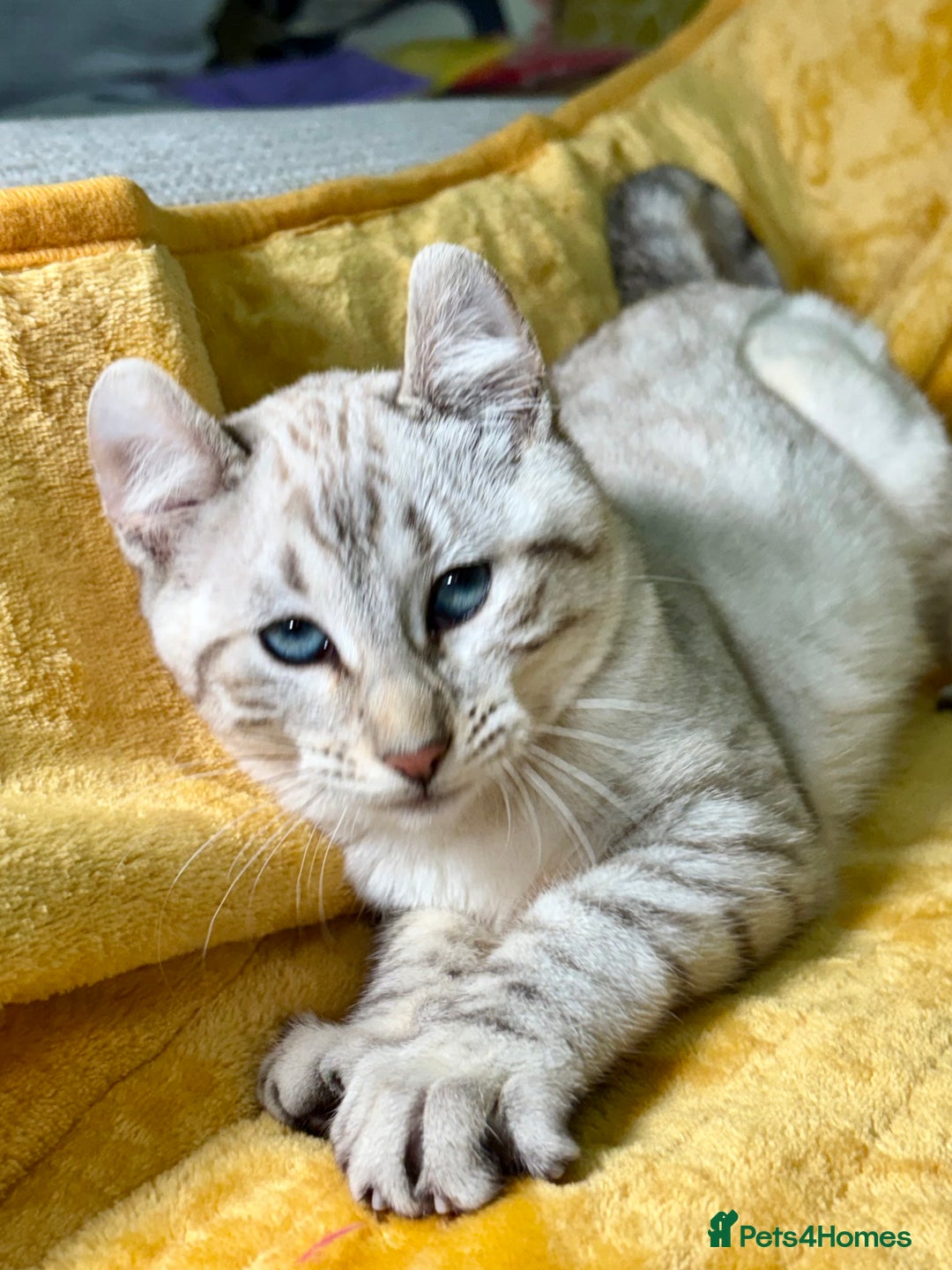 Keetso cats for sale: Superb polydactyl curled eared girl - Advert 14