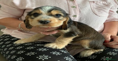 Cocker Spaniel dogs in Abergele - Advert 6